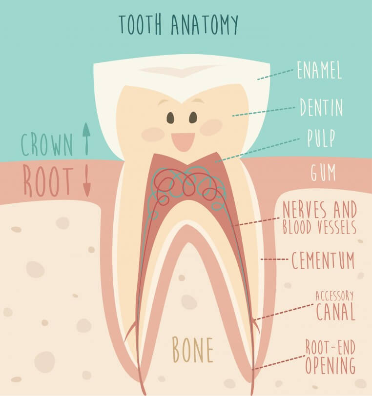 tooth-anatomy