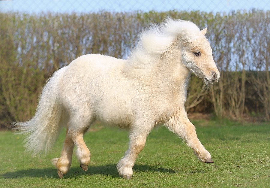 white mini horse on green grass