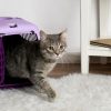 cat walking out of the carrier on white rug