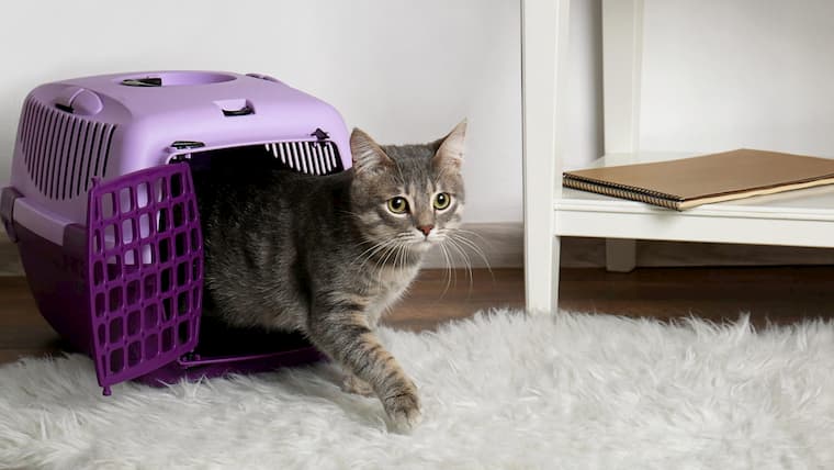 cat walking out of the carrier on white rug