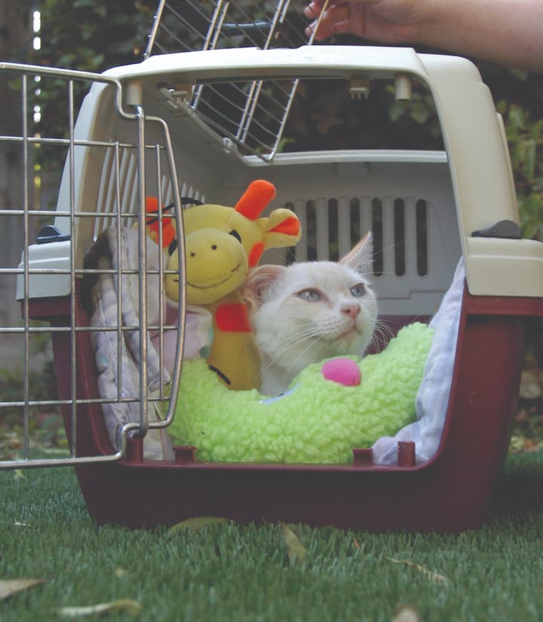 cat with toys inside cat carrier