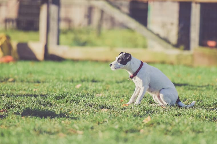 dog standing on a grass in the garden