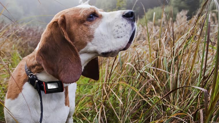 dog with tracking collar outdoor