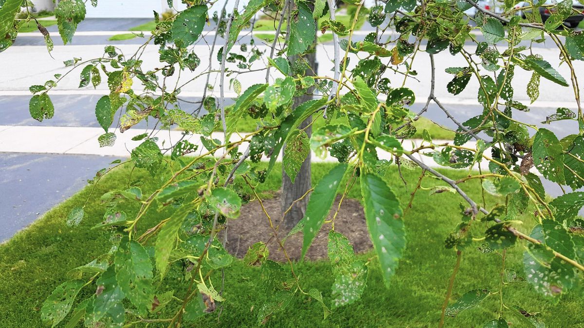 Tree Care Elm Leaf Beetle Infestation and What to Do About It WholeStory