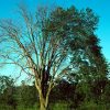 elm tree dying of dutch elm disease