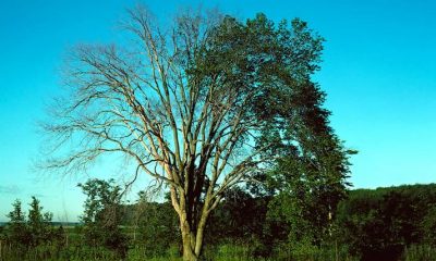 elm tree dying of dutch elm disease