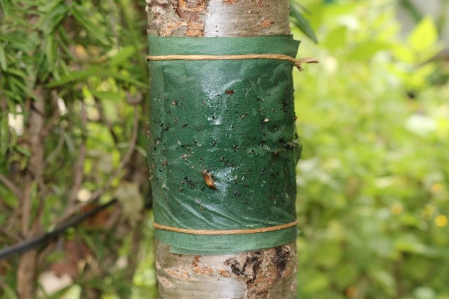 Natural Bug Control and Trunk Banding