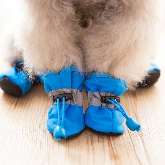blue dog shoes