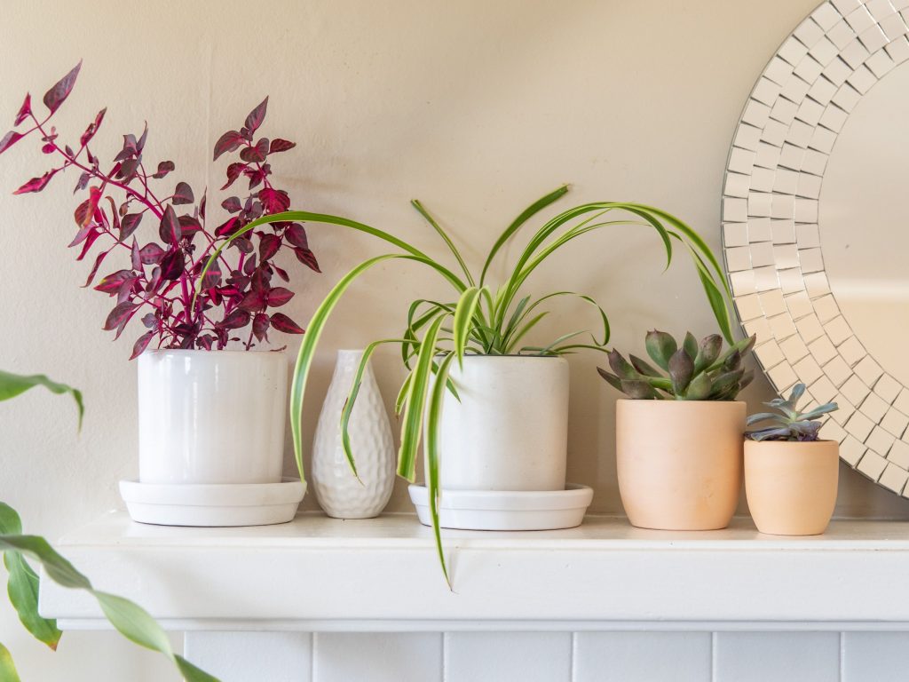 Pots & Planters to Introducing Some Greenery into Your Home