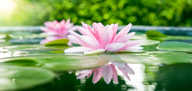 lotus flower close up