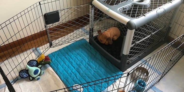 secure collapsible dog cages