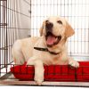 A Guide to Dog Crates: Give Your Pooch a Safe and Comfortable Confinement