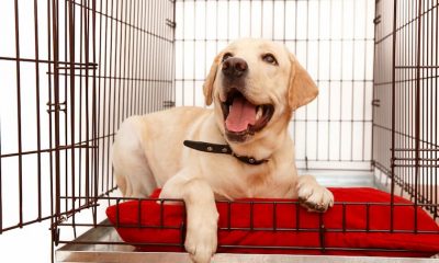 A Guide to Dog Crates: Give Your Pooch a Safe and Comfortable Confinement
