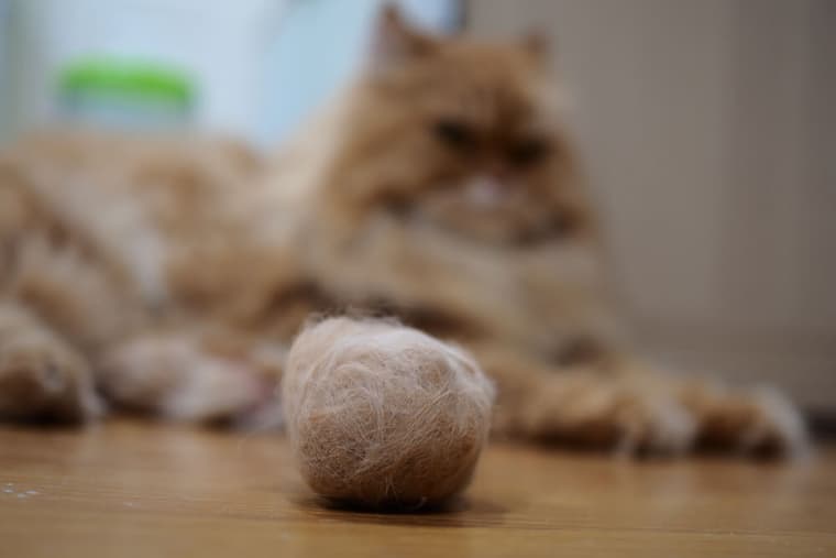 Control Cat Hairballs