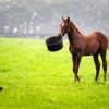 Horse with food bucket