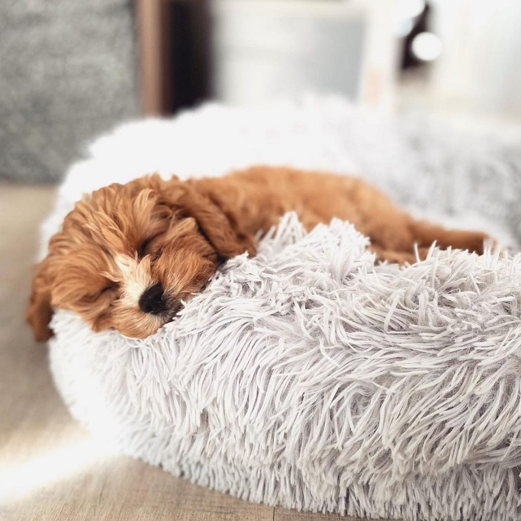 little dog sleeping in calming dog bed