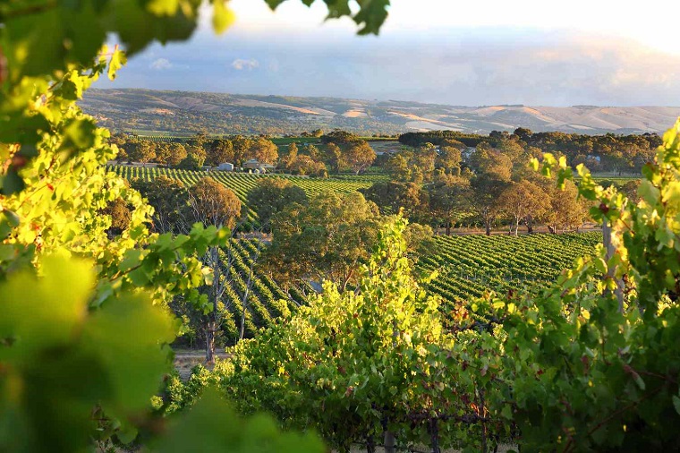 photo of a big vineyards in sunny time