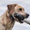 FieldTrainer 425X/SportHunter 825X Add-A-Dog Collar