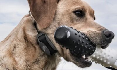 FieldTrainer 425X/SportHunter 825X Add-A-Dog Collar