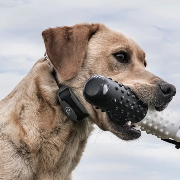 Picture of Popular Models of Waterproof Dog Training Collars - WholeStory