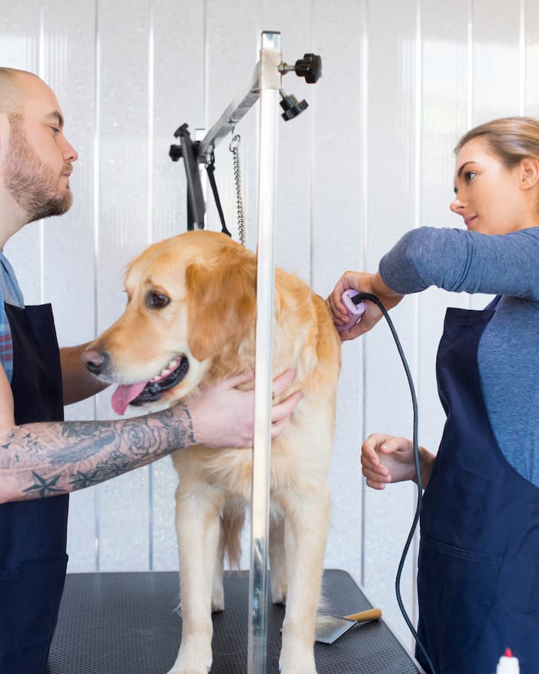 dog-grooming