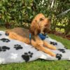 Vet Bed Non-Slip Dog Bedding