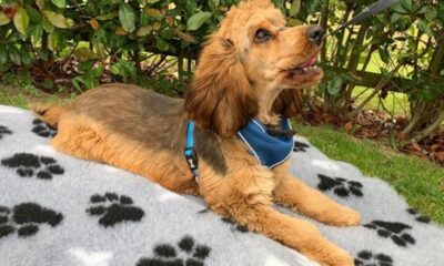 Vet Bed Non-Slip Dog Bedding