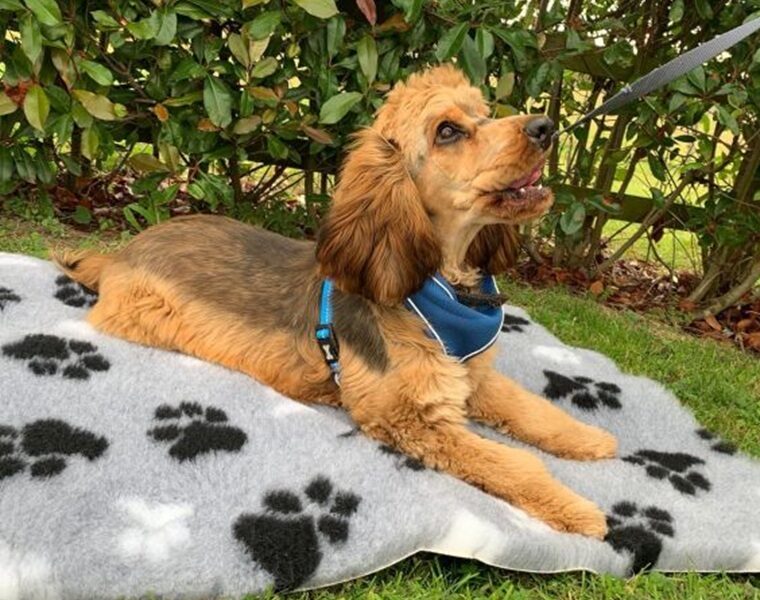 Vet Bed Non-Slip Dog Bedding